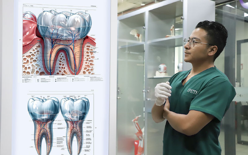 alumno en uniforme verde estudiando anatomia dental en ipeth universidad para odontologia